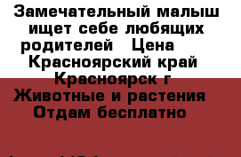 Замечательный малыш ищет себе любящих родителей › Цена ­ 1 - Красноярский край, Красноярск г. Животные и растения » Отдам бесплатно   